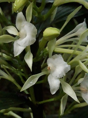 Corymborkis veratrifolia