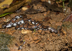 Ceylonese Cylinder Snake photo 3