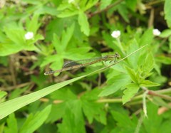 Paracercion hieroglyphicum