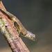 Calotes liolepis - Photo (c) Ashley Wahlberg, algunos derechos reservados (CC BY-NC)