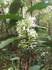 Corymborkis veratrifolia