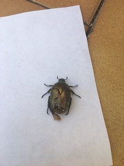 Protaetia cuprea