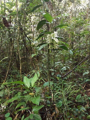 Corymborkis veratrifolia