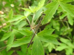 Paracercion hieroglyphicum