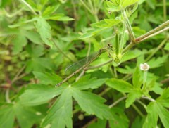 Paracercion hieroglyphicum