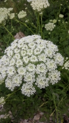 Silphiodaucus hispidus