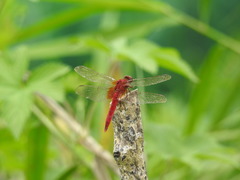 Crocothemis servilia mariannae