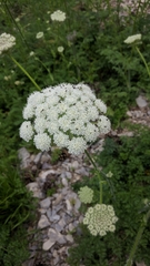 Silphiodaucus hispidus
