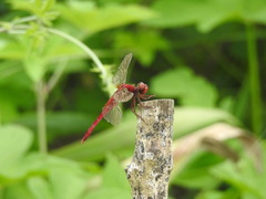 Crocothemis servilia mariannae