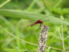 Crocothemis servilia mariannae