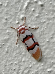 Cyana cruentata