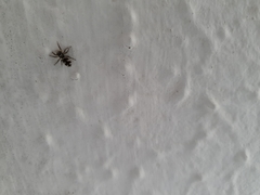 Salticus scenicus