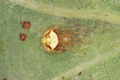 Araneus triguttatus