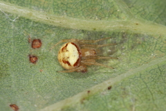 Araneus triguttatus