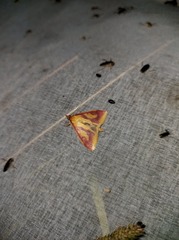 Ostrinia palustralis