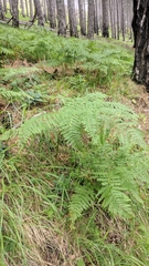 Pteridium tauricum