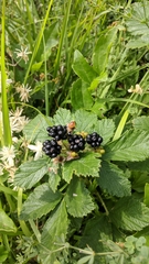 Rubus praecox