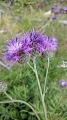Centaurea scabiosa apiculata