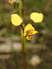 Diuris maculata