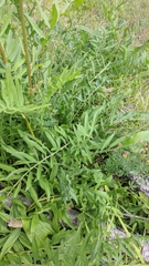 Centaurea scabiosa apiculata