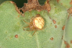 Araneus triguttatus