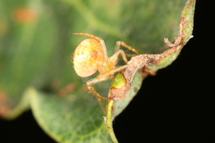 Araneus triguttatus