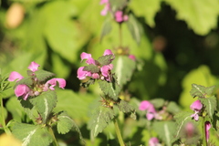 Platycheirus albimanus