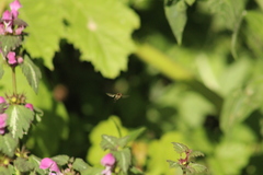 Platycheirus albimanus