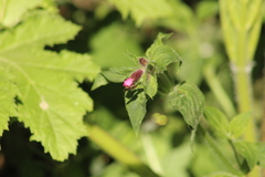 Platycheirus albimanus
