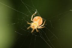 Araneus triguttatus