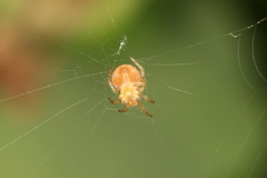 Araneus triguttatus