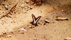 Adelpha iphicleola iphicleola