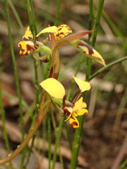 Diuris maculata