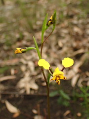 Diuris maculata