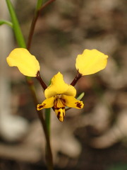 Diuris maculata