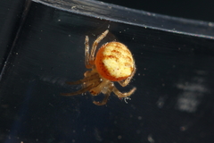 Araneus triguttatus