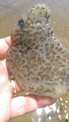 Aplidium stellatum