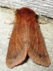 Phragmatobia assimilans