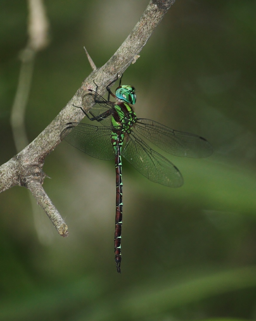 Remartinia
