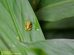 Zhangixalus taipeianus