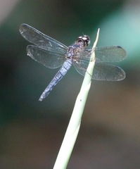 Orchithemis