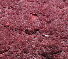Ceriporia purpurea