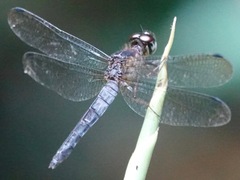 Orchithemis