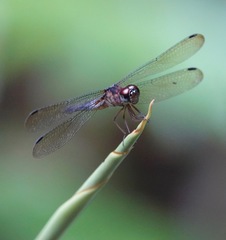 Orchithemis