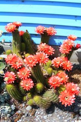 Trichocereus huascha