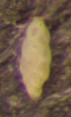 Fursenkoina pontoni