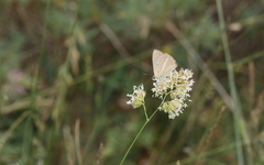 Polyommatus ripartii