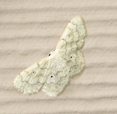 Idaea obfusaria
