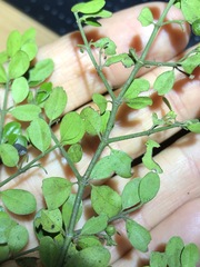 Everistia vacciniifolia nervosa