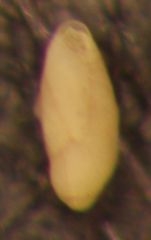 Buliminella elegantissima
